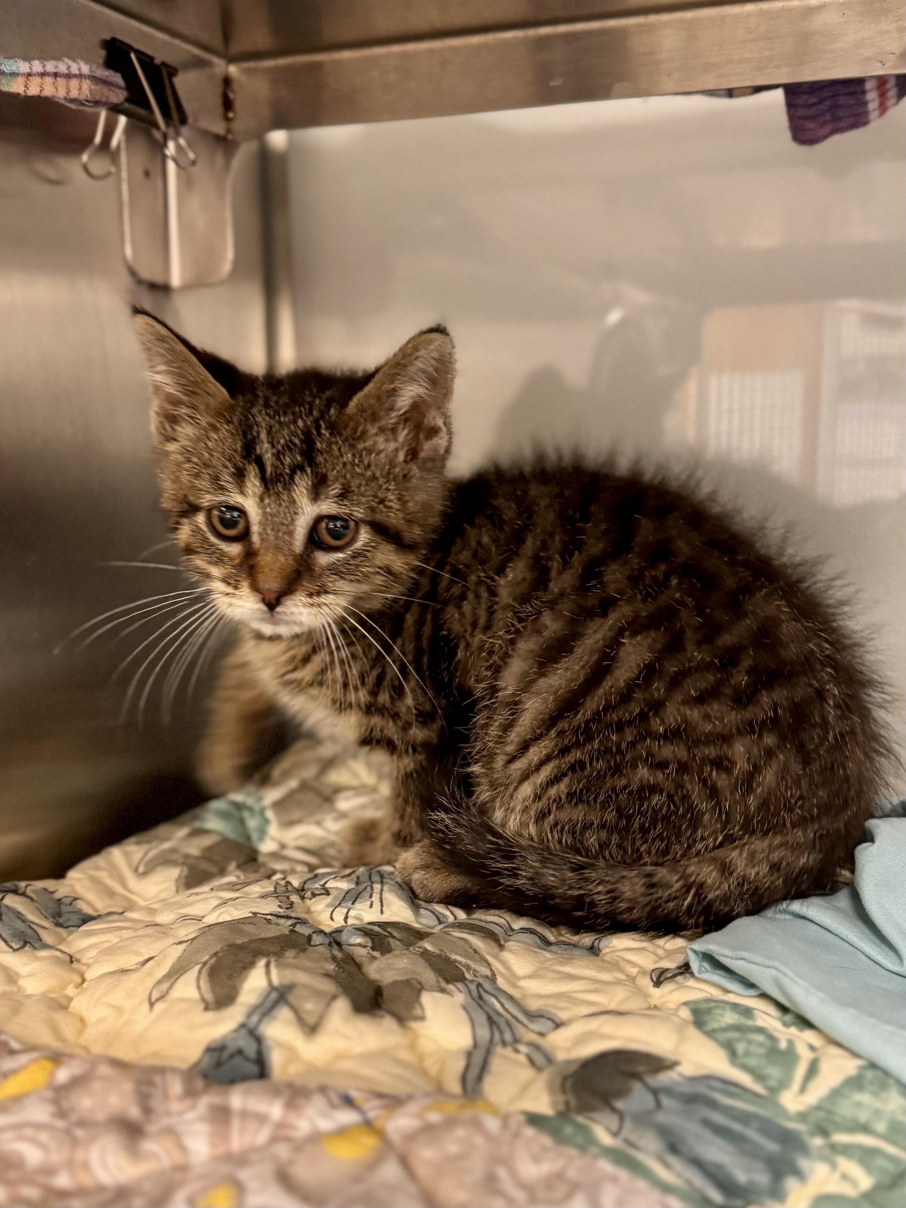 Kilowatt, adopted, Young Male American Shorthair.