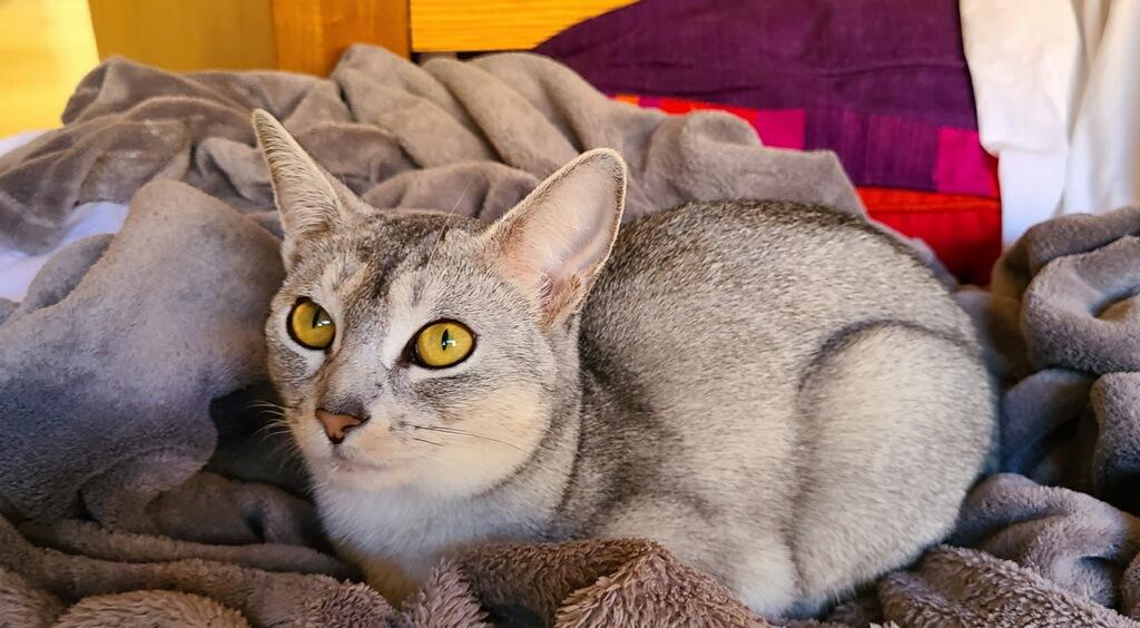 Lumi, Adopted, Adult Female Abyssinian.
