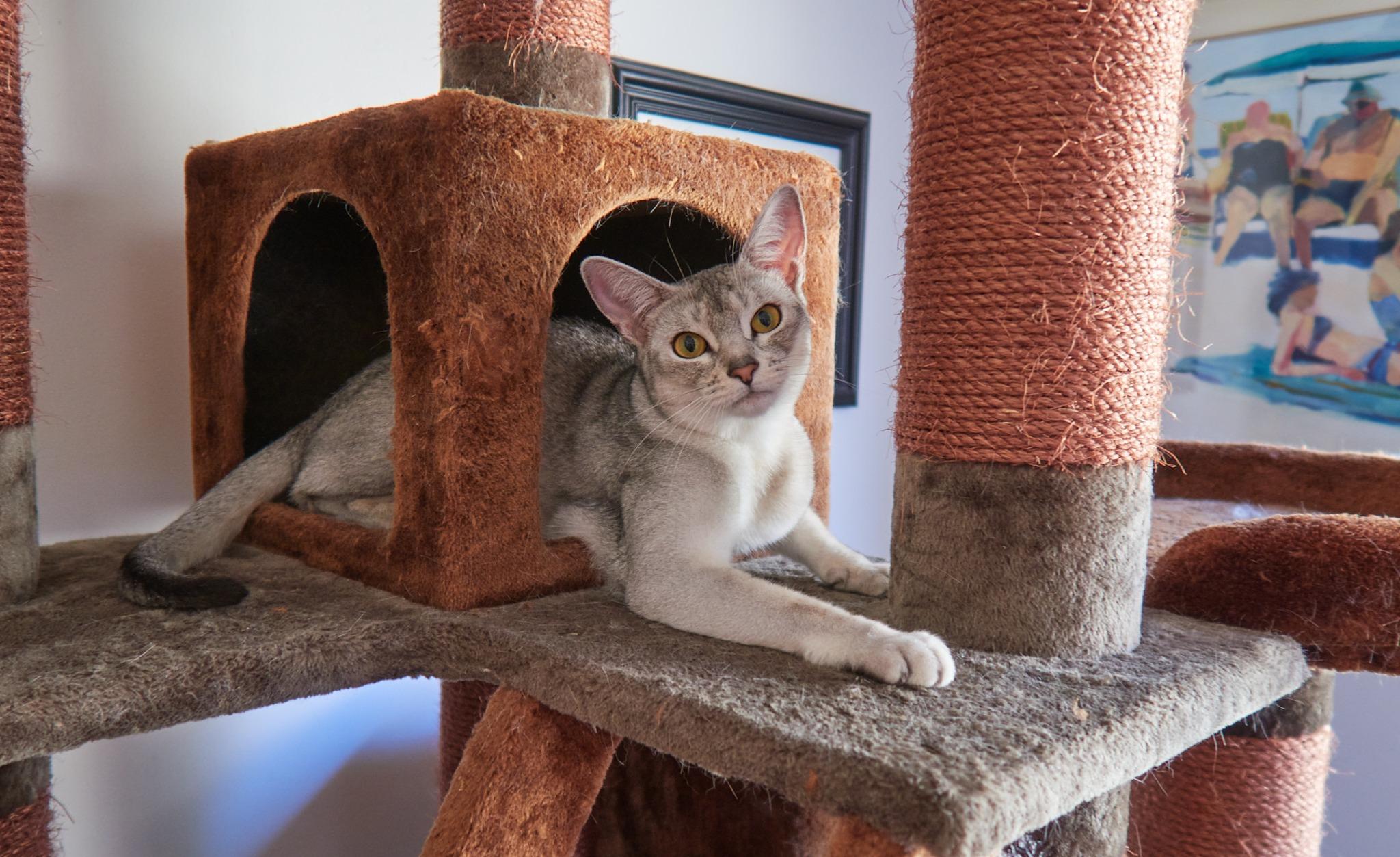 Lumi, a Adopted Abyssinian in Whittier, CA image 3/3