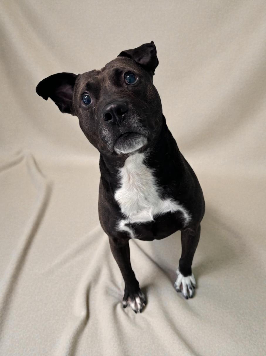 BARLEY, Adoptable, Adult Male Pit Bull Terrier.