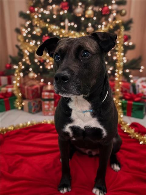 BARLEY, Adoptable, Adult Male Pit Bull Terrier.