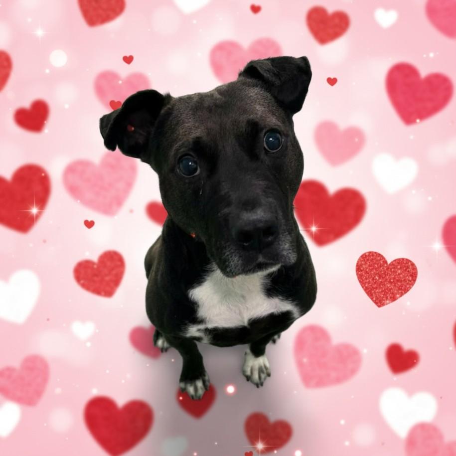 BARLEY, Adoptable, Adult Male Pit Bull Terrier.