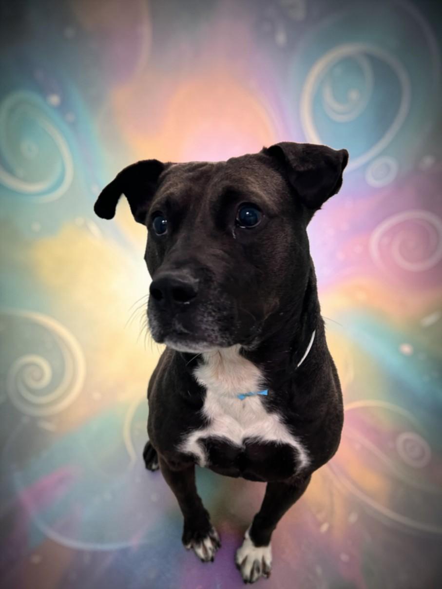 BARLEY, Adoptable, Adult Male Pit Bull Terrier.