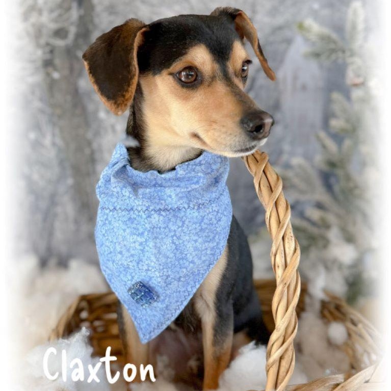 Claxton, adopted, Adult Male Chihuahua.