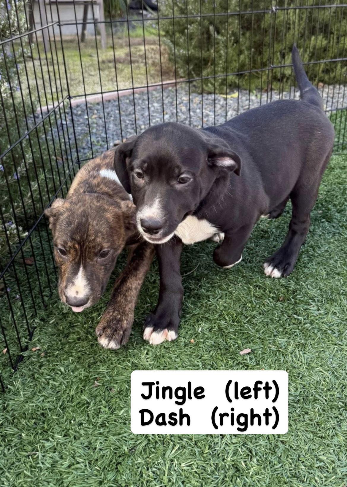 Tallulah's Tinsels - Dash, Adopted, Puppy Male American Staffordshire Terrier.