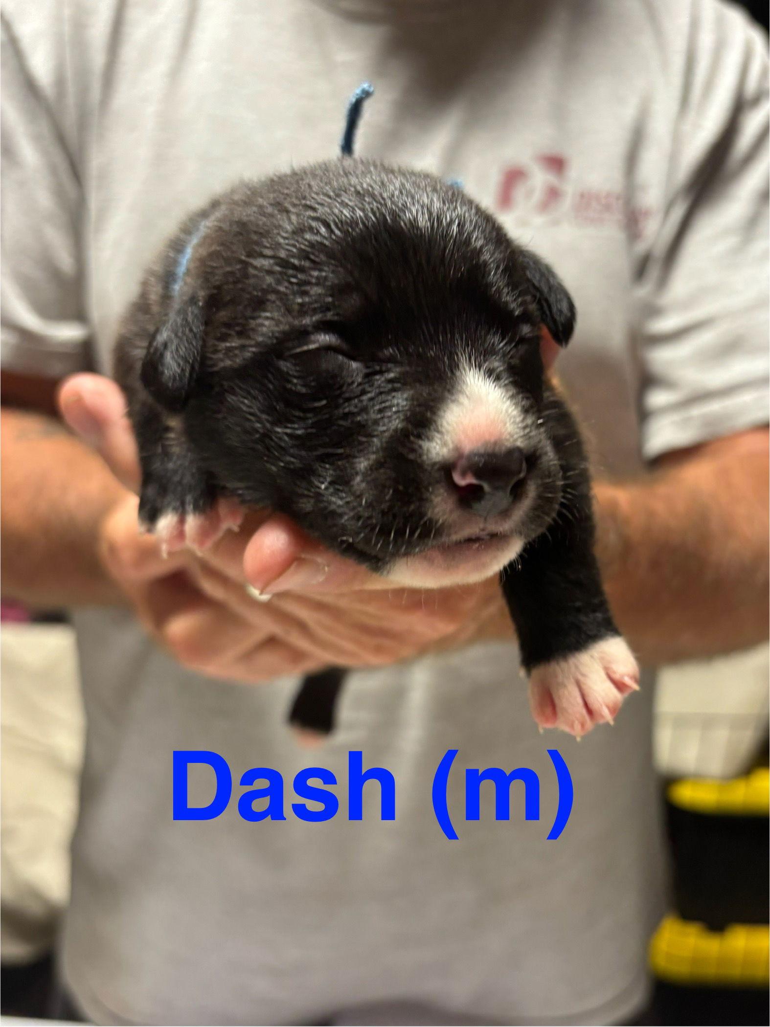 Enlarge Tallulah's Tinsels - Dash, a Adopted American Staffordshire Terrier in San Diego, CA image 2/3