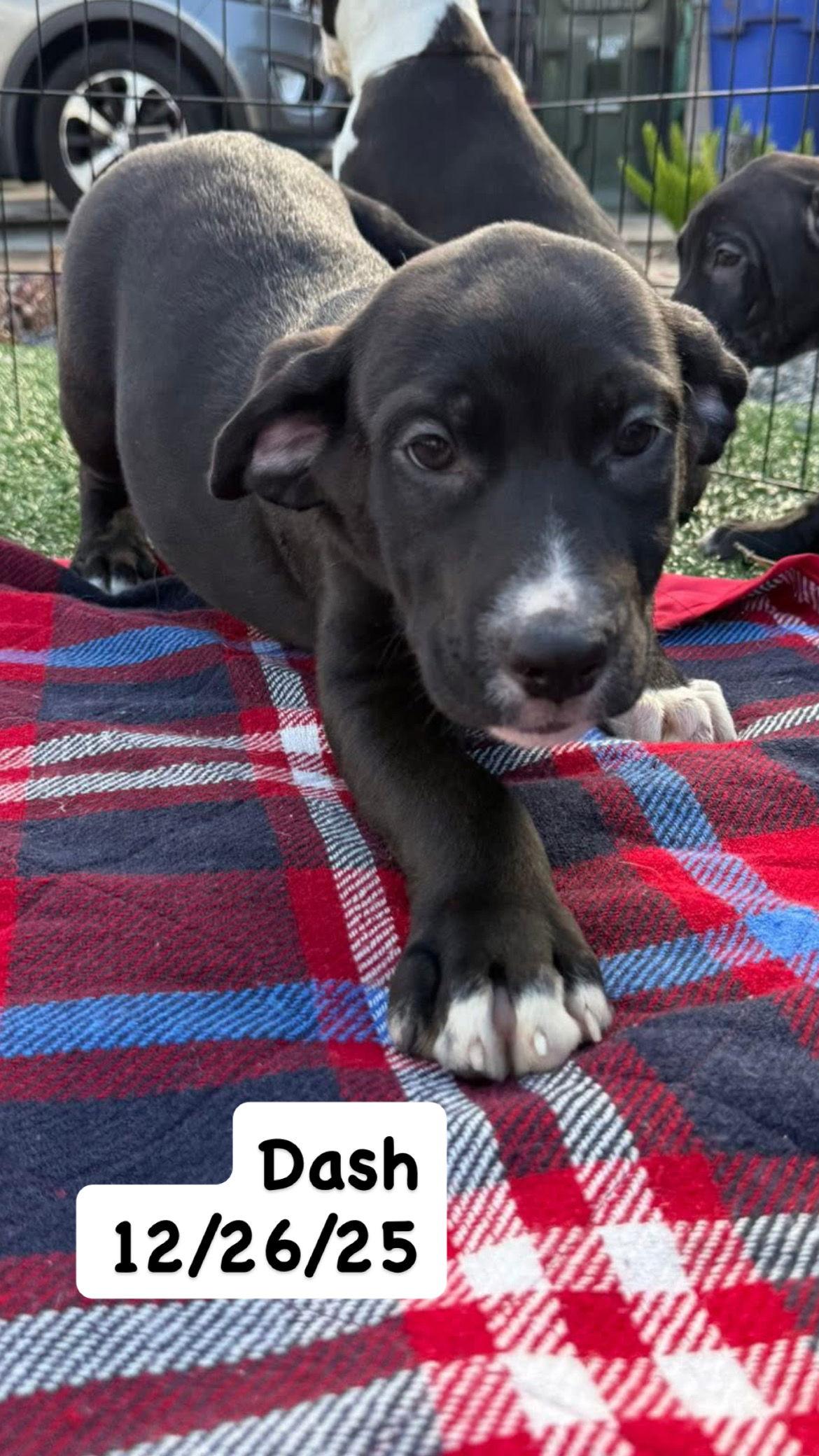 Enlarge Tallulah's Tinsels - Dash, a Adopted American Staffordshire Terrier in San Diego, CA image 3/3