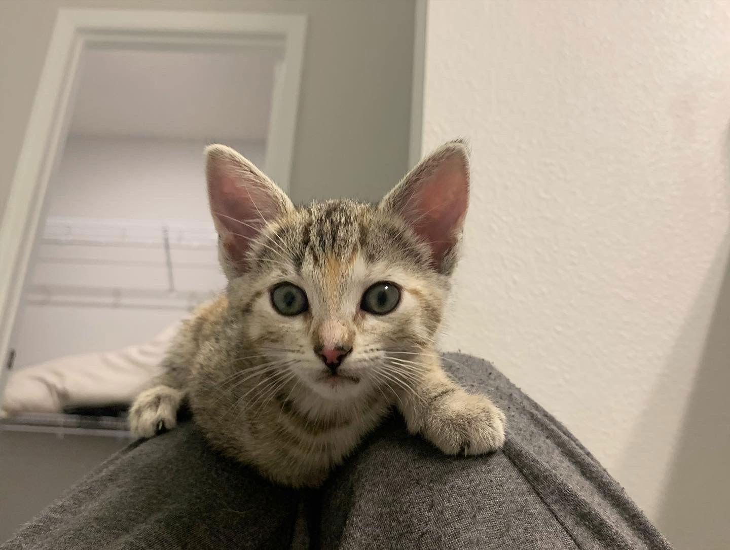 Enlarge Sequoia, a Adoptable Domestic Short Hair in Winter Garden, FL image 1/6