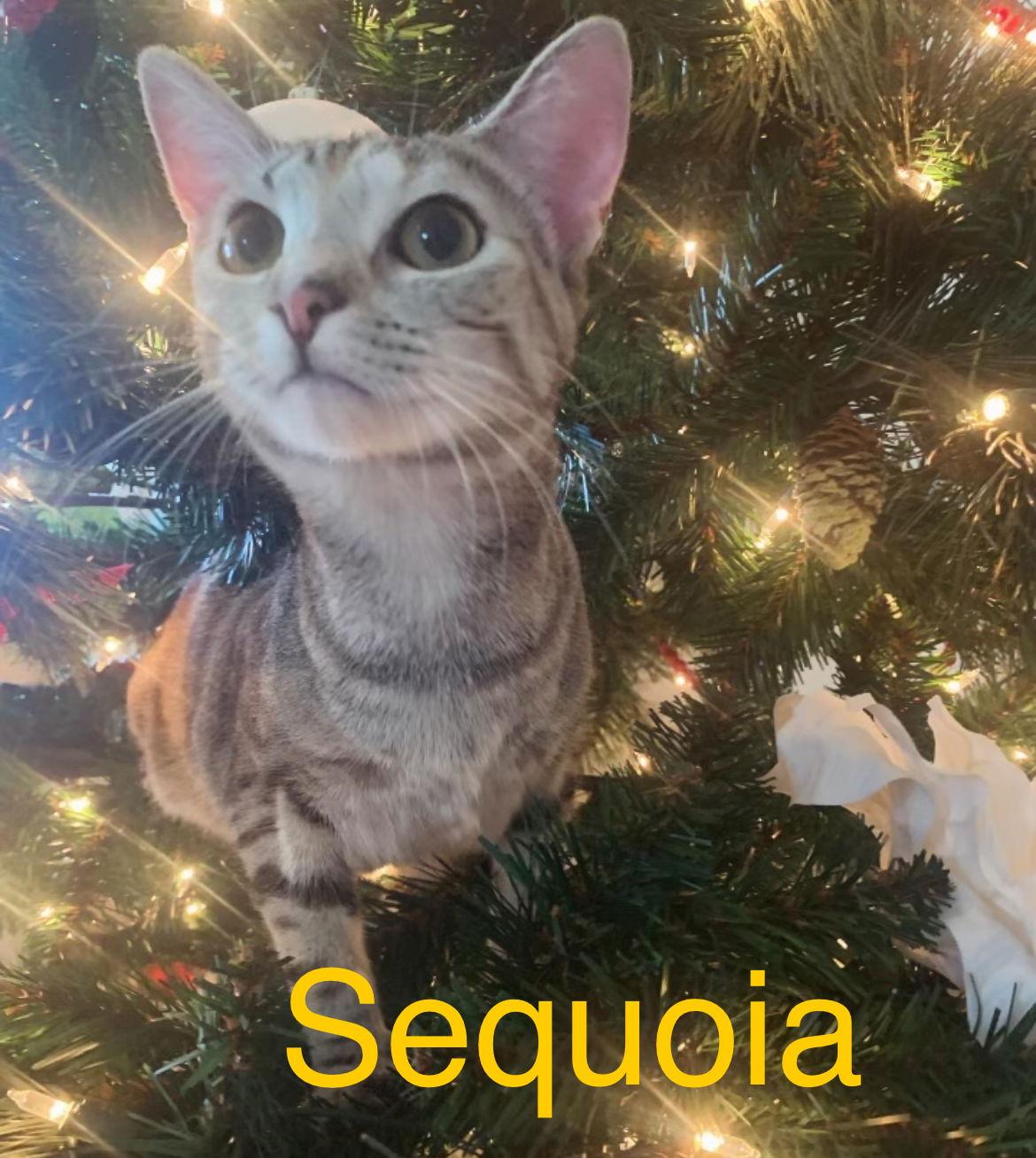 Enlarge Sequoia, a Adoptable Domestic Short Hair in Winter Garden, FL image 3/6