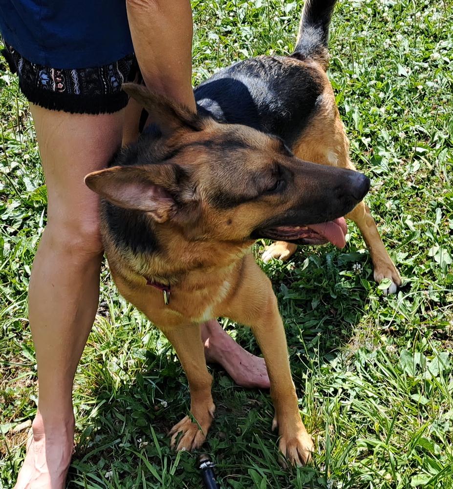 Ginger (26-146 D), Adoptable, Adult Female German Shepherd Dog.
