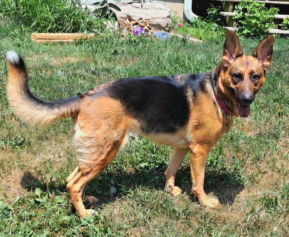 Enlarge Ginger (26-146 D), a Adoptable mixed breed in Lansing, MI image 2/6