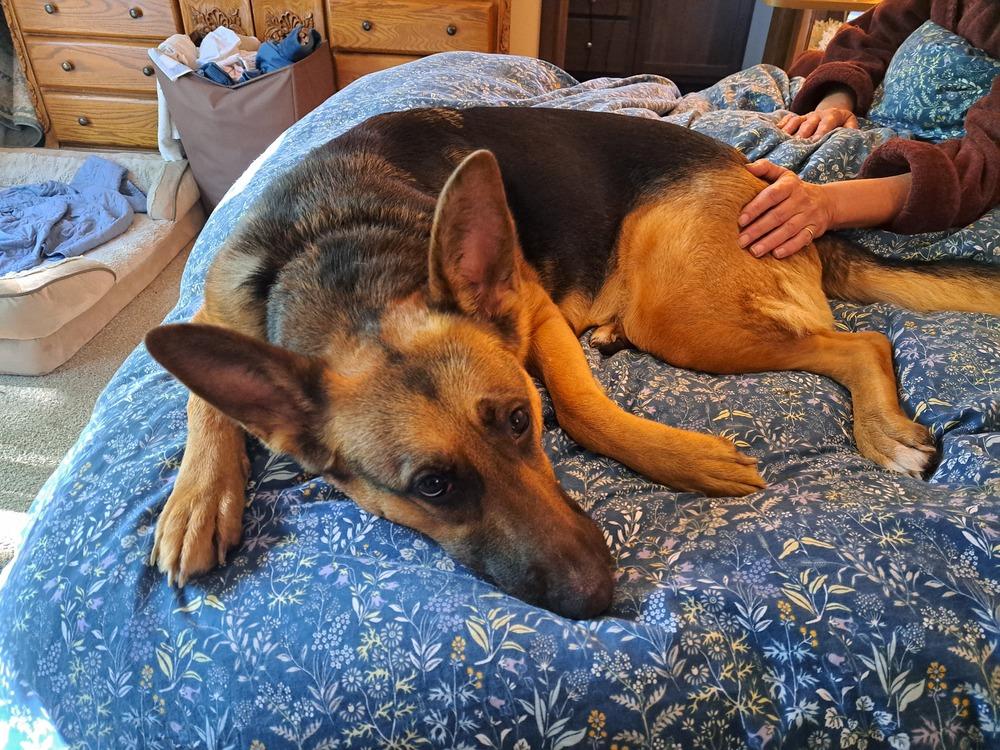 Enlarge Ginger (26-146 D), a Adoptable mixed breed in Lansing, MI image 3/6
