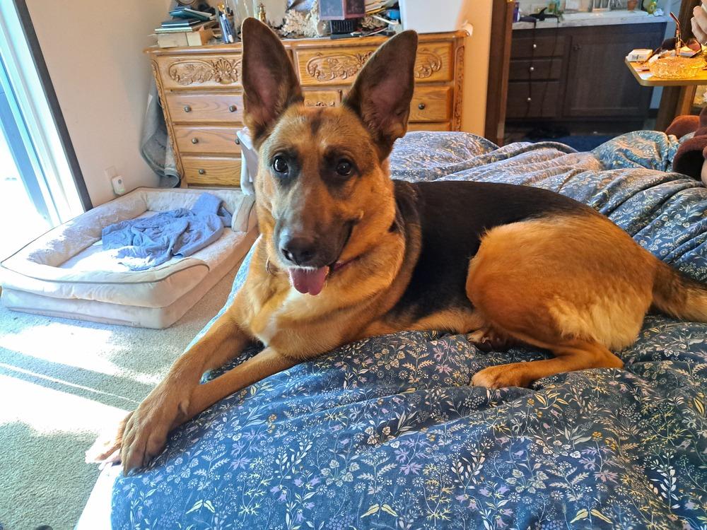 Enlarge Ginger (26-146 D), a Adoptable mixed breed in Lansing, MI image 4/6