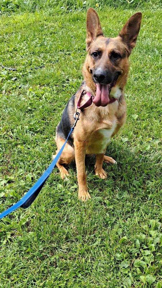Enlarge Ginger (26-146 D), a Adoptable mixed breed in Lansing, MI image 5/6