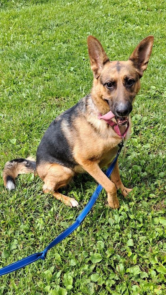 Enlarge Ginger (26-146 D), a Adoptable mixed breed in Lansing, MI image 6/6