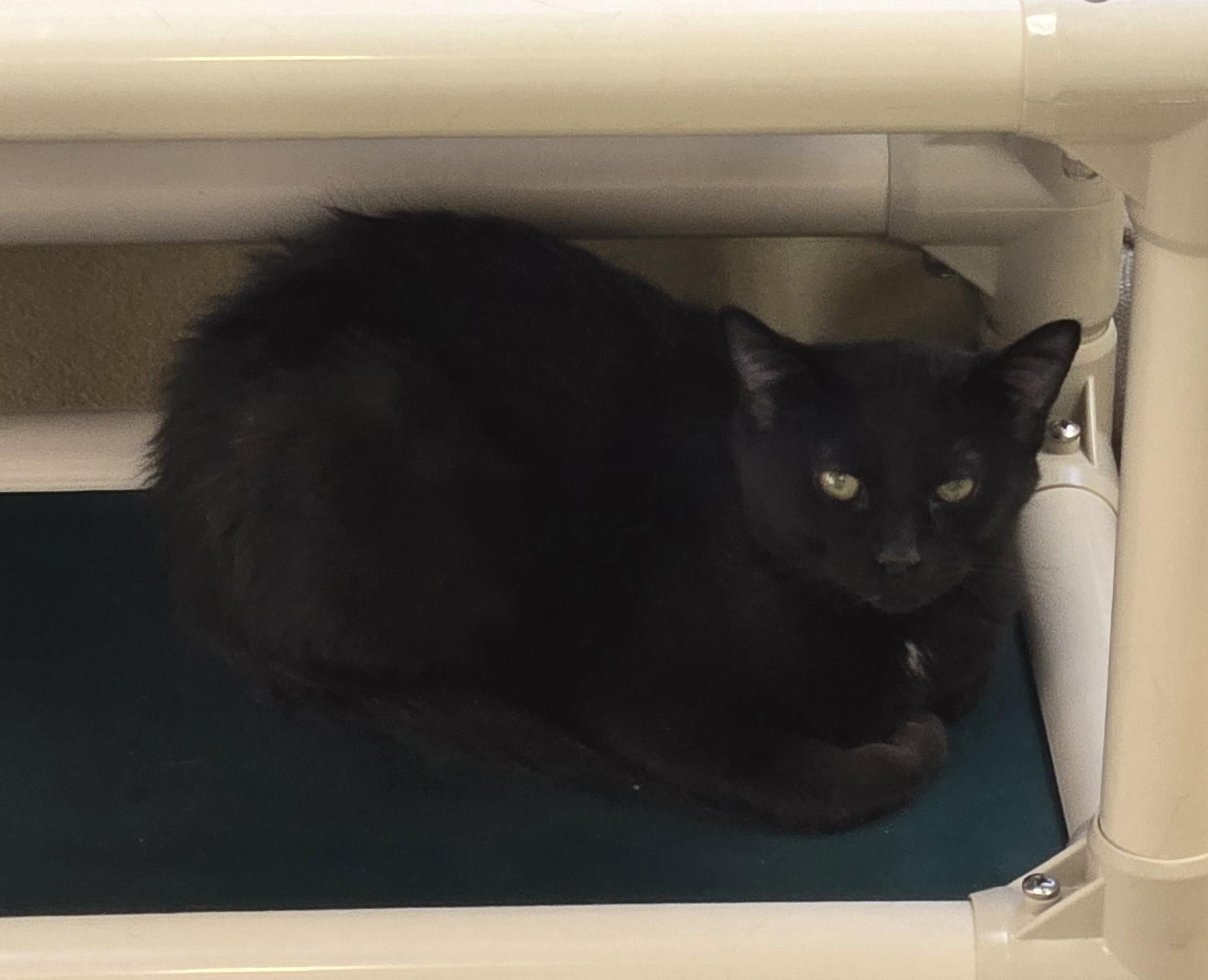 Milo, ADOPTABLE, Young Male Domestic Short Hair.