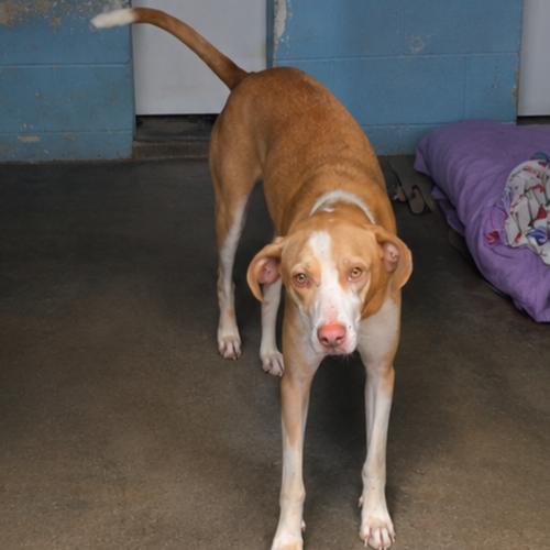 Enlarge Artie, a Adoptable mixed breed in Jefferson city, TN image 2/2