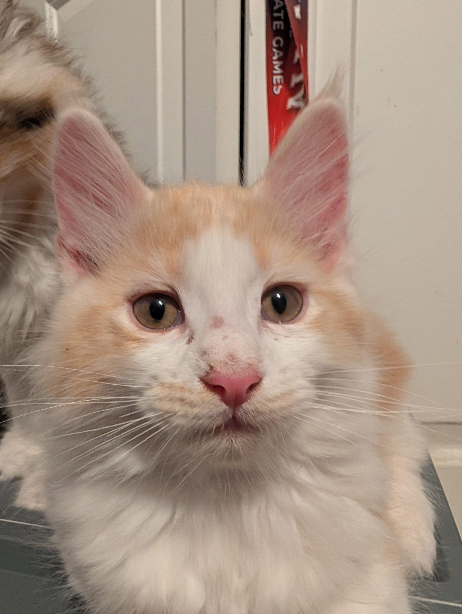 Jasper, an adopted Domestic Medium Hair in Manhattan, KS image 2/2