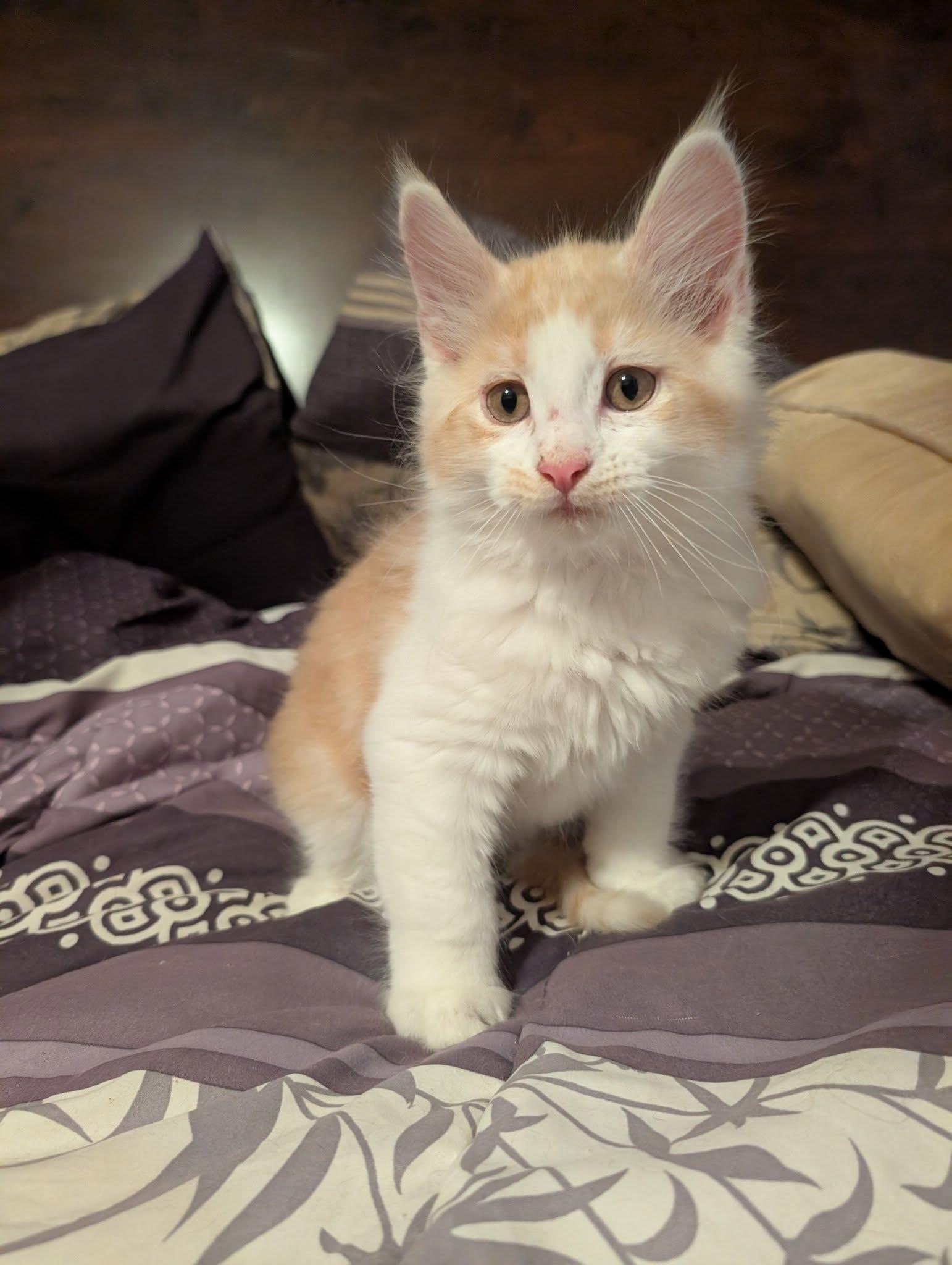 Jasper, adopted, Kitten Male Domestic Medium Hair.