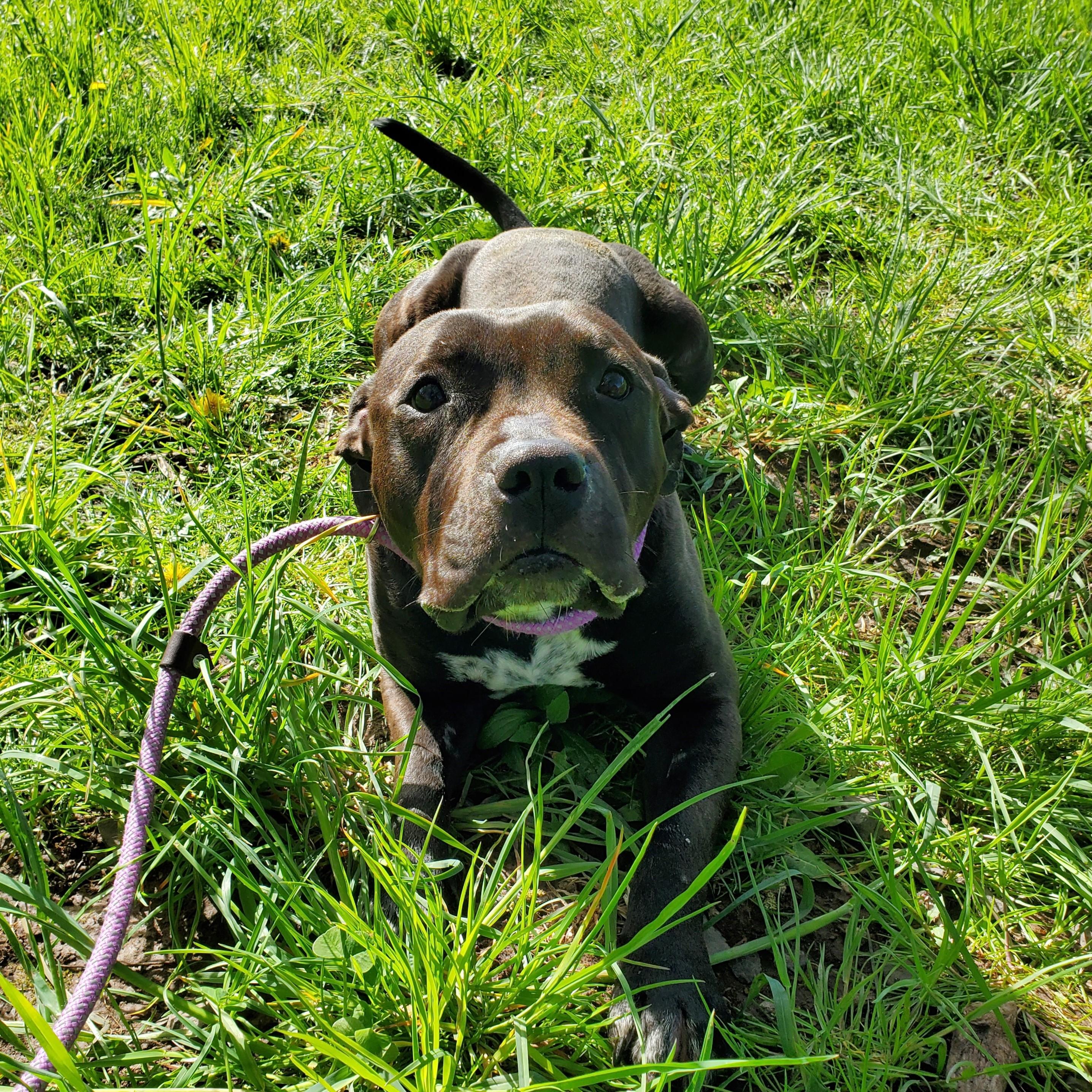 Amulet, ADOPTABLE, Adult Female Pit Bull Terrier.