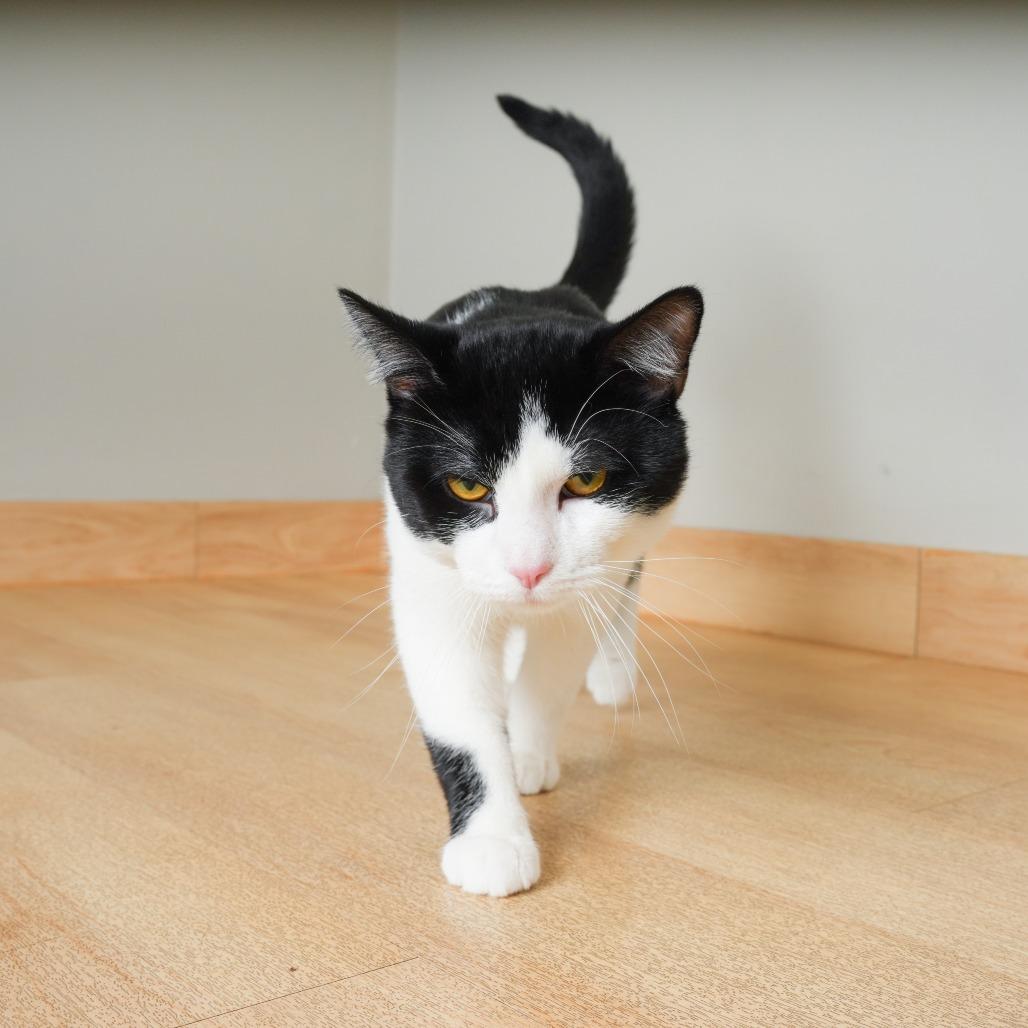 Alfred C71195, Adoptable, Young Male Domestic Short Hair.