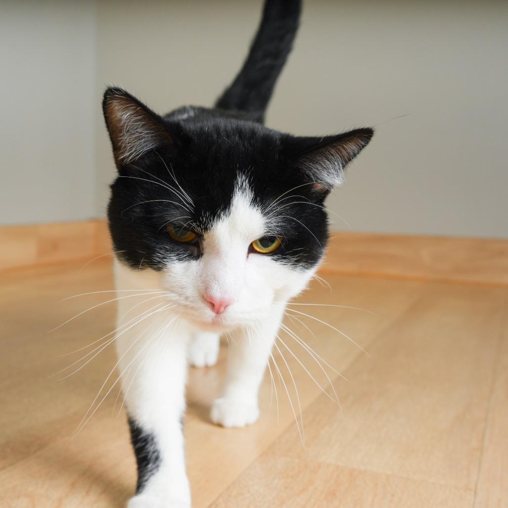Enlarge Alfred C71195, a Adoptable Domestic Short Hair in Minnetonka, MN image 2/5