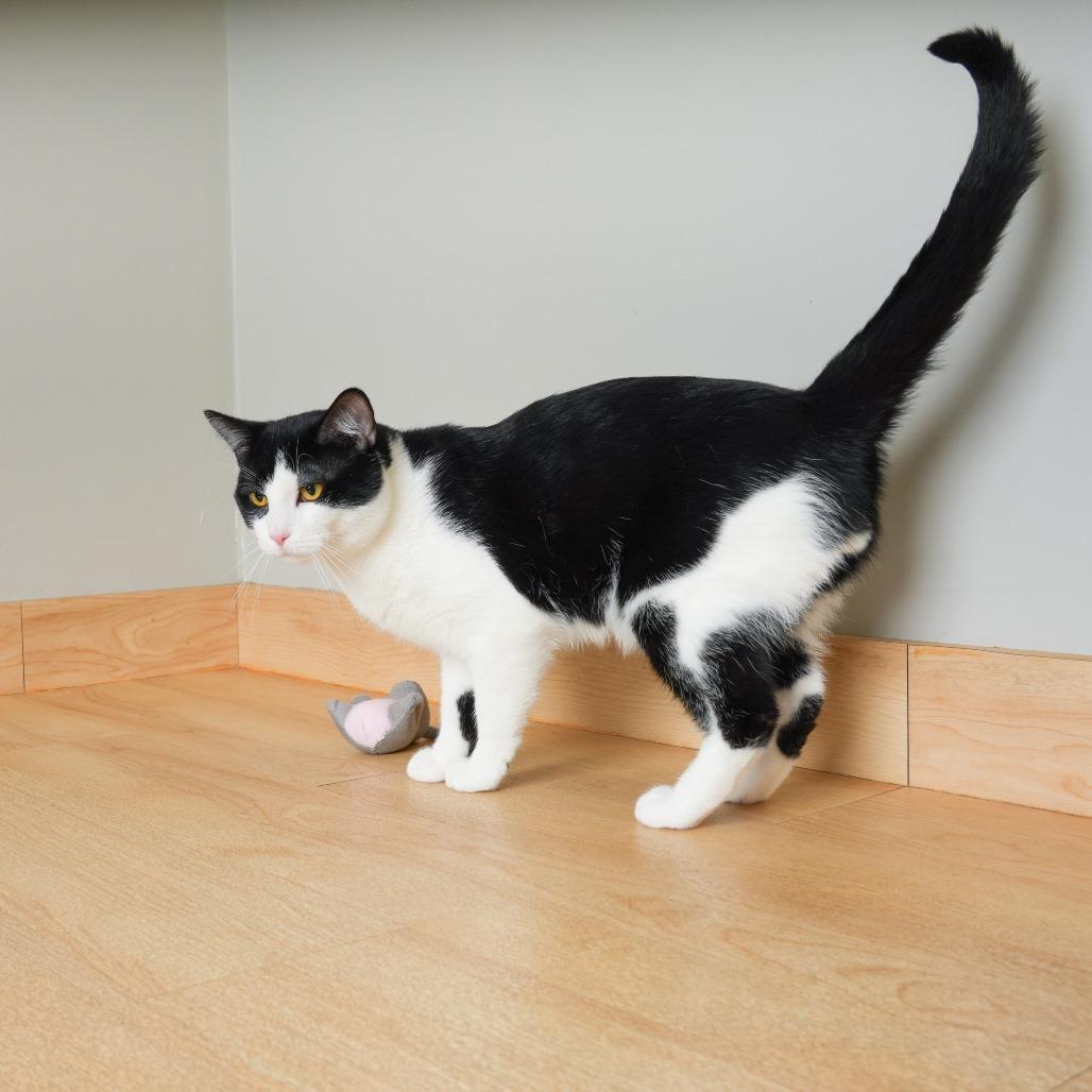 Enlarge Alfred C71195, a Adoptable Domestic Short Hair in Minnetonka, MN image 3/5