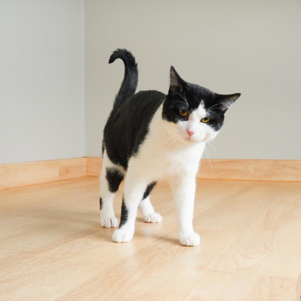 Enlarge Alfred C71195, a Adoptable Domestic Short Hair in Minnetonka, MN image 4/5