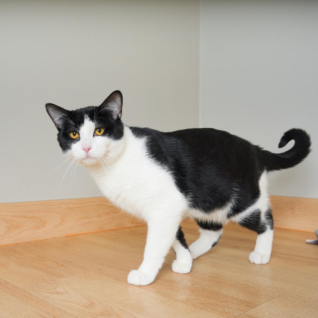 Enlarge Alfred C71195, a Adoptable Domestic Short Hair in Minnetonka, MN image 5/5