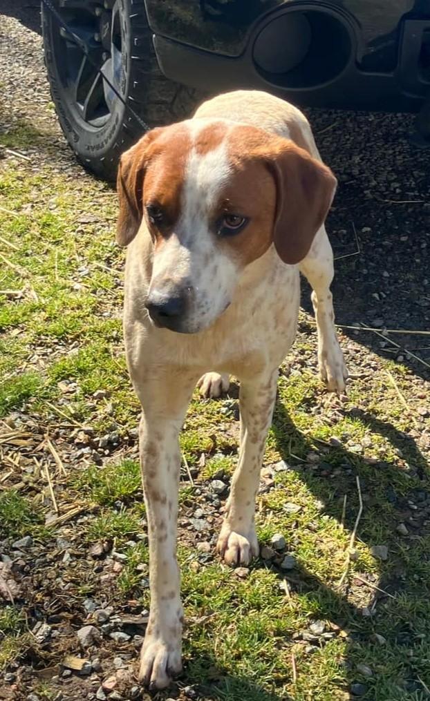 Enlarge Hunter, a Adopted mixed breed in Mountain City, TN image 1/1