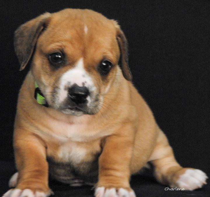 Enlarge Zak, a Adoptable mixed breed in Newland, NC image 3/3