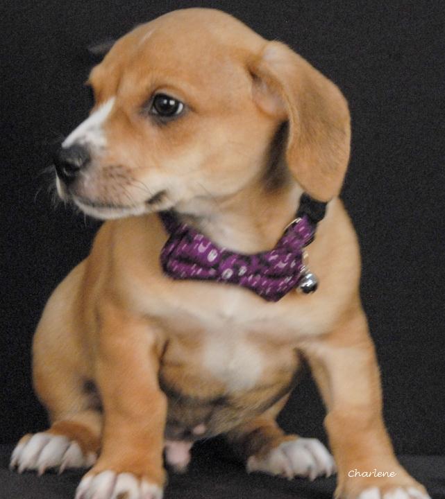 Enlarge Zak, a Adoptable mixed breed in Newland, NC image 2/3
