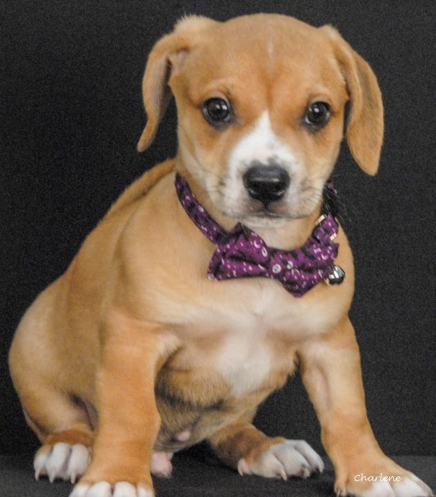 Zak, Adoptable, Puppy Male Boxer.