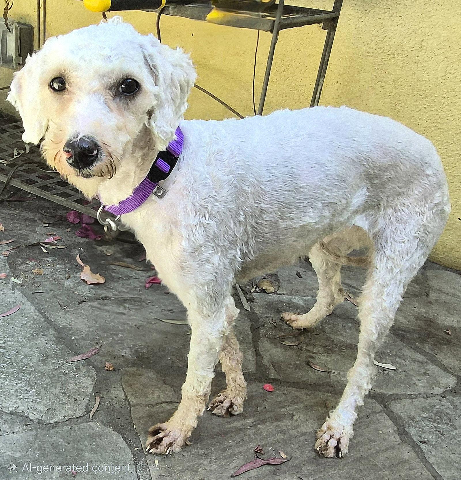 Enlarge Lisa, a Adoptable Poodle in Los Angeles, CA image 3/3