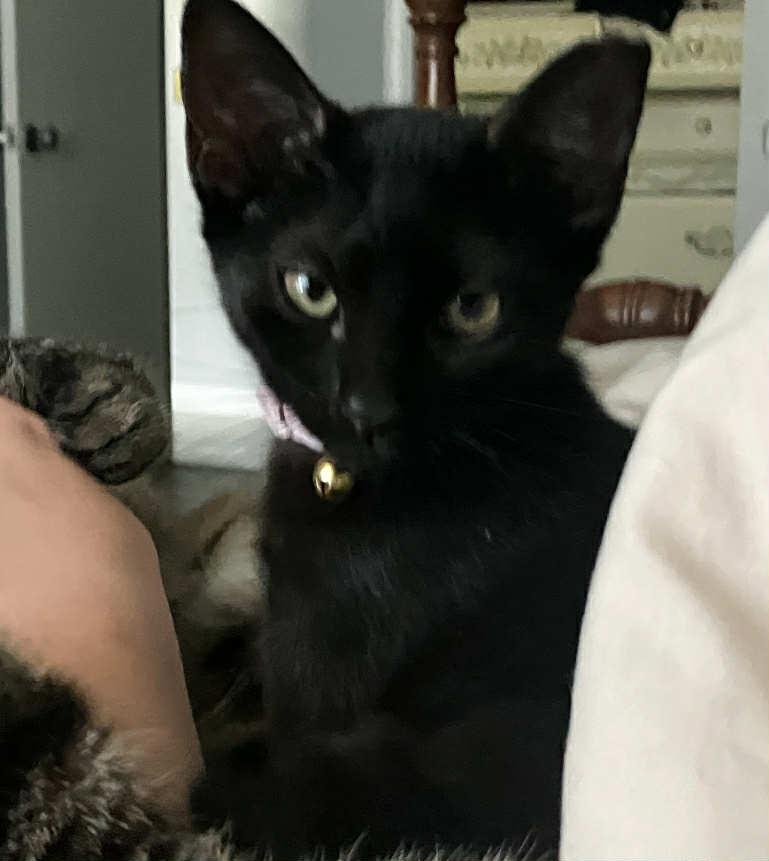 Fruit Bat, Adoptable, Kitten Female Domestic Short Hair.
