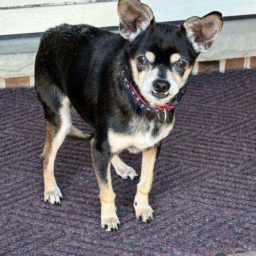 Macho, Adoptable, Senior Male Chihuahua.