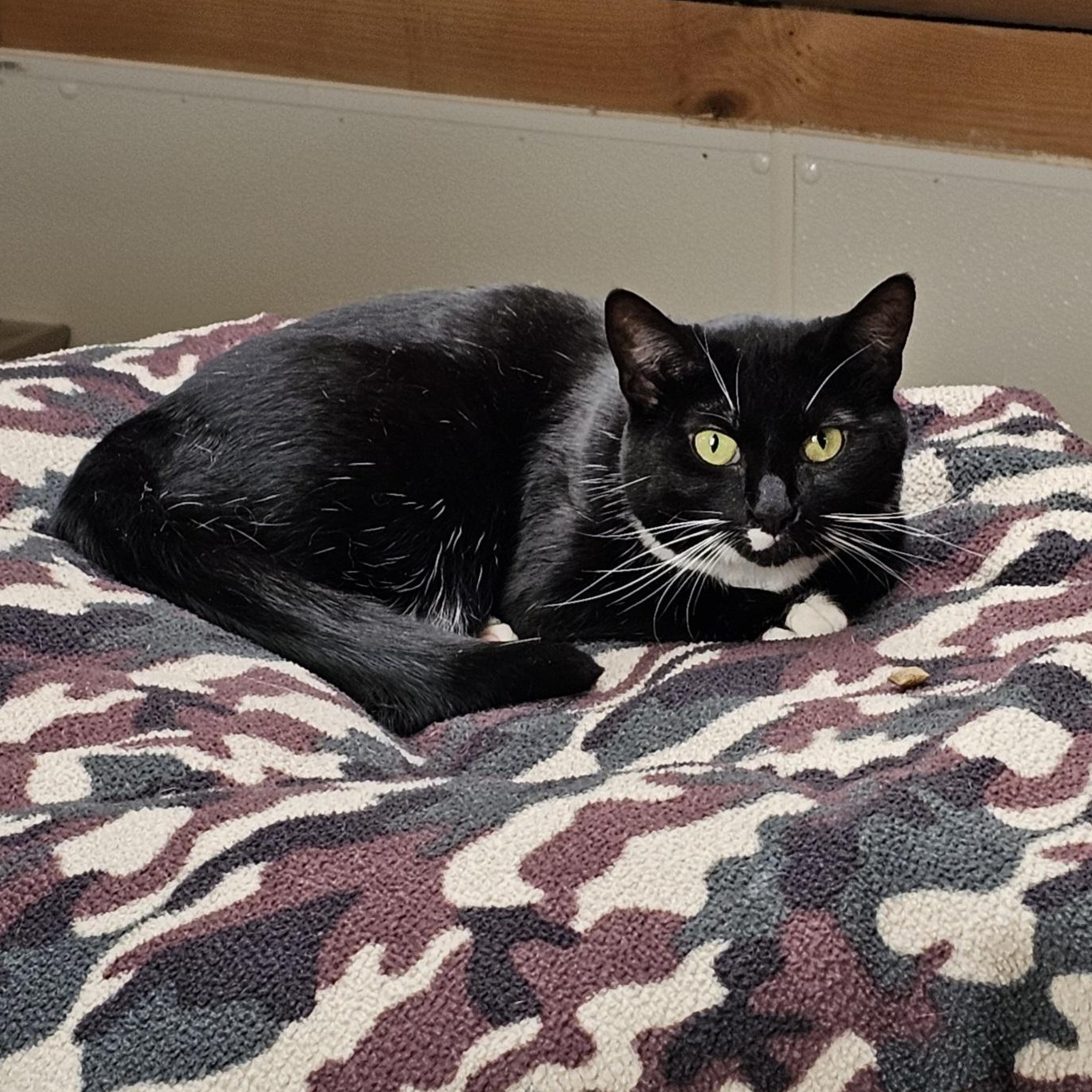 Madison, Adoptable, Young Female Domestic Short Hair.