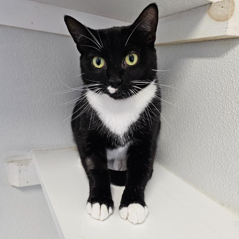 Enlarge Madison, a Adoptable Domestic Short Hair in Waynesville, NC image 2/2