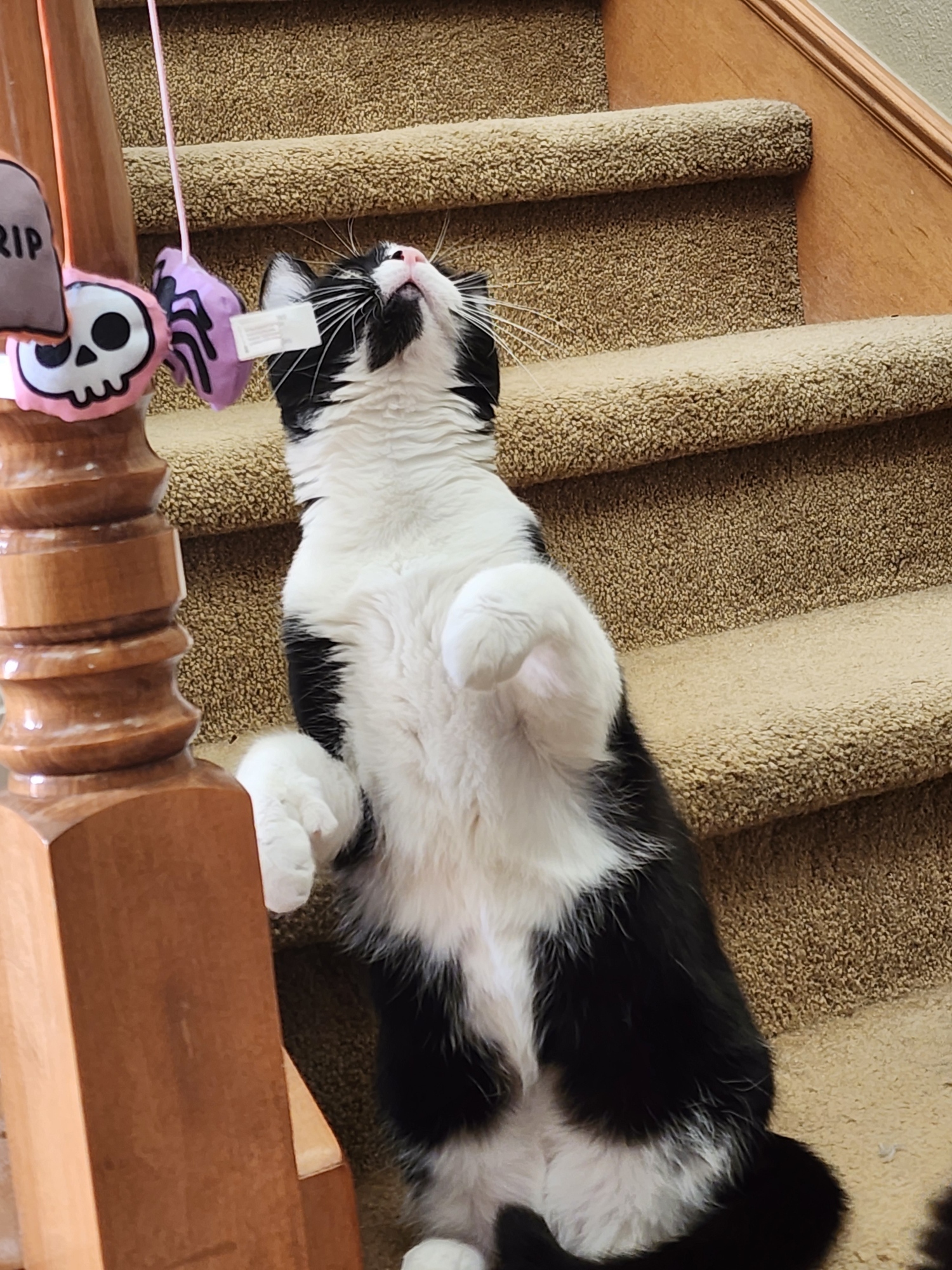 Enlarge Susie, a Adoptable mixed breed in Laguna Beach, CA image 1/3