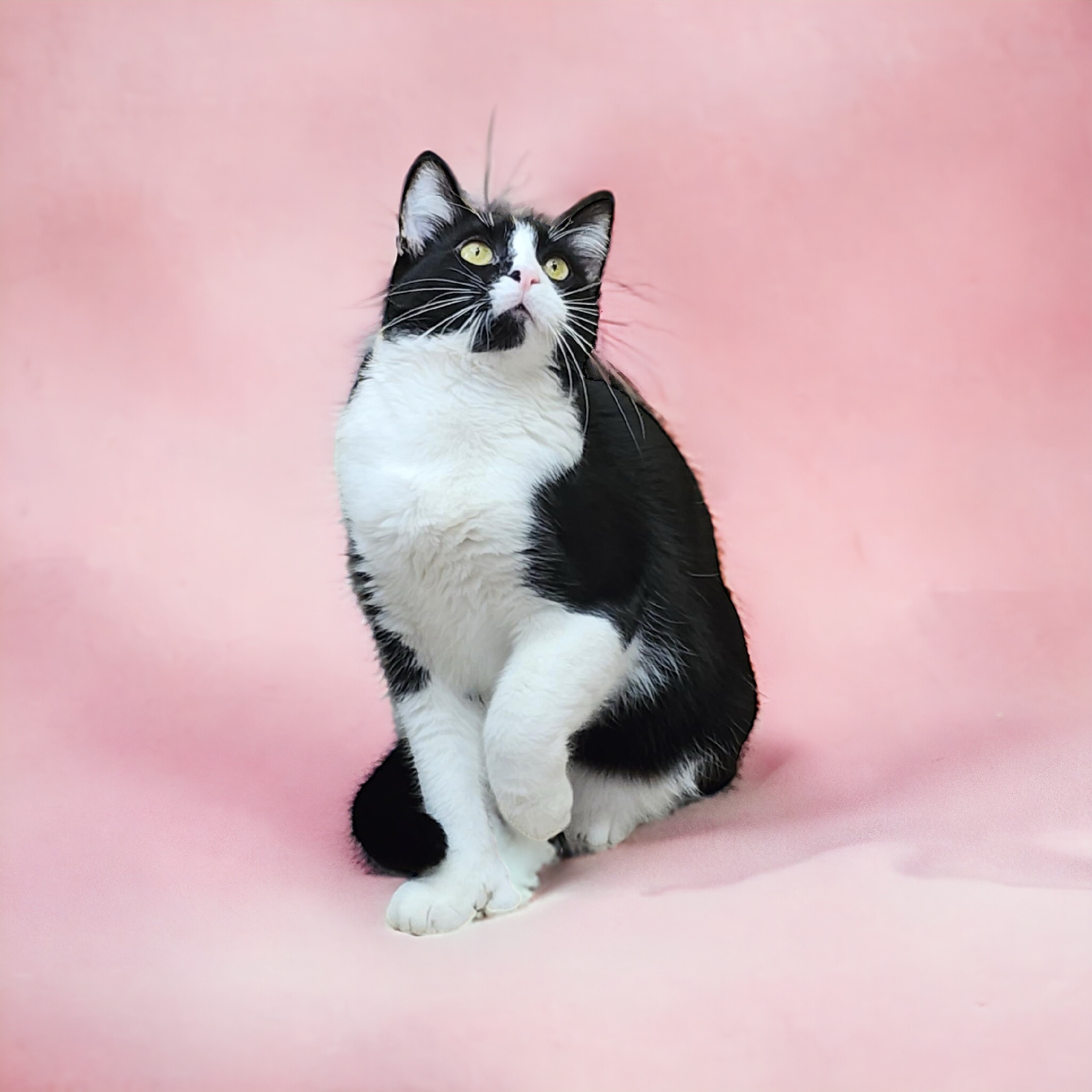 Enlarge Susie, a Adoptable mixed breed in Laguna Beach, CA image 2/3