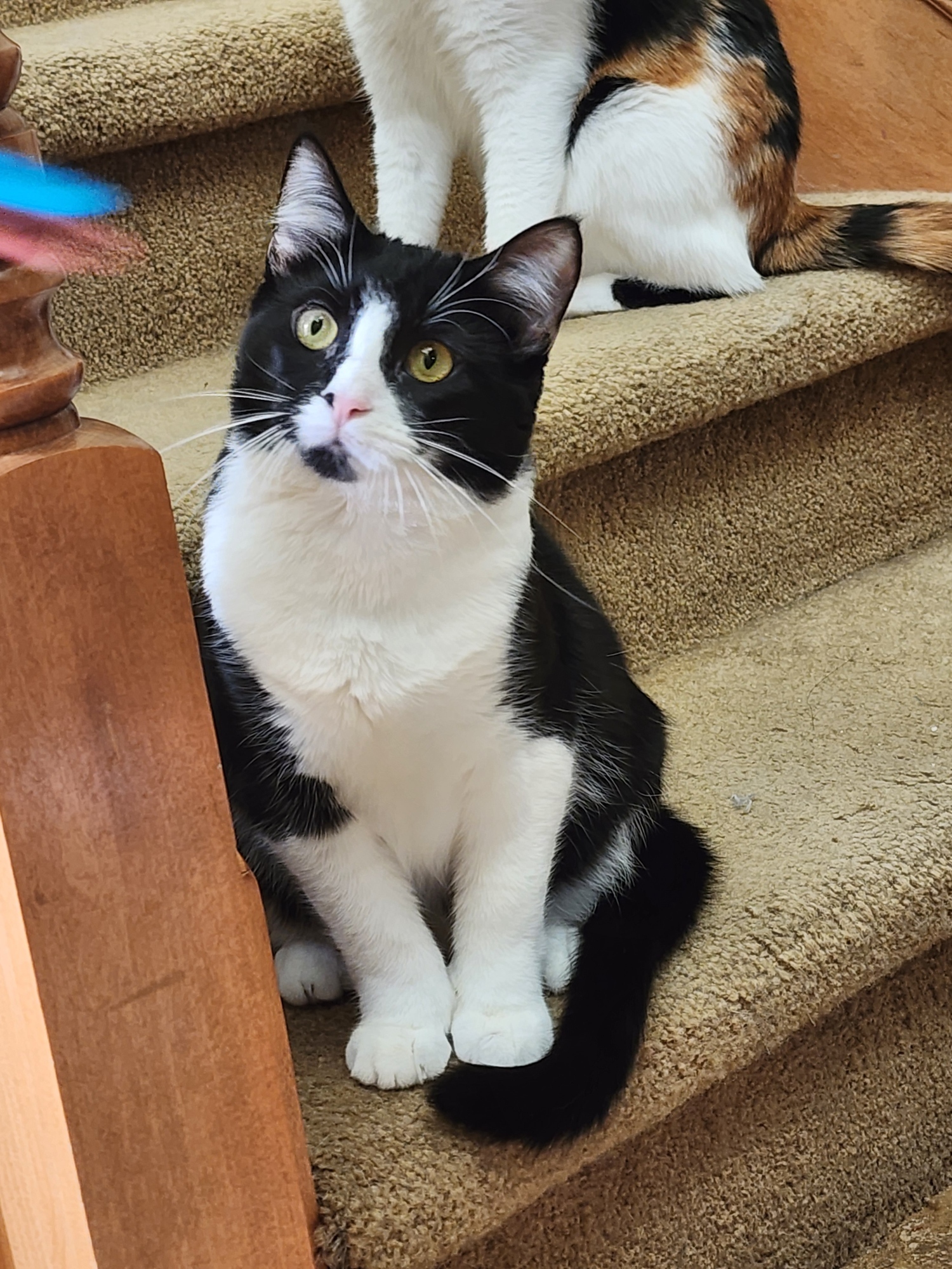 Enlarge Susie, a Adoptable mixed breed in Laguna Beach, CA image 3/3