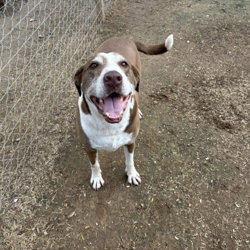Enlarge Rex, a Adoptable mixed breed in Sullivan City, TX image 1/3