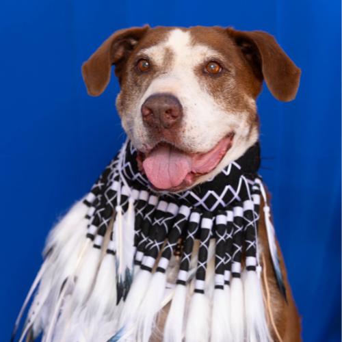 Enlarge Rex, a Adoptable mixed breed in Sullivan City, TX image 2/3