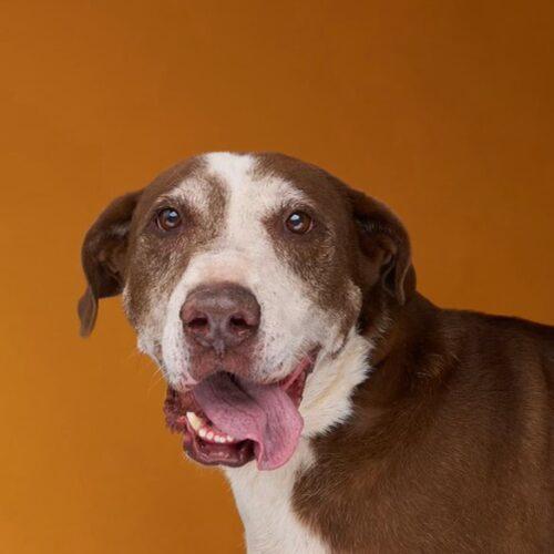 Enlarge Rex, a Adoptable mixed breed in Sullivan City, TX image 3/3