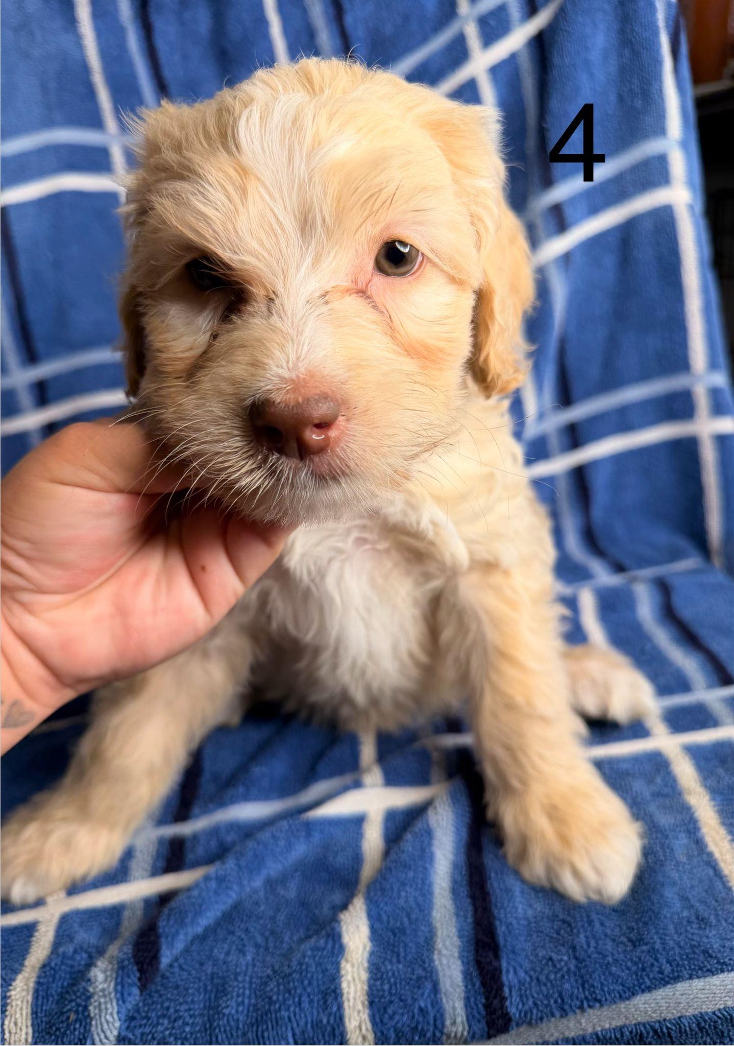 Theo, ADOPTABLE, Puppy Male Goldendoodle.