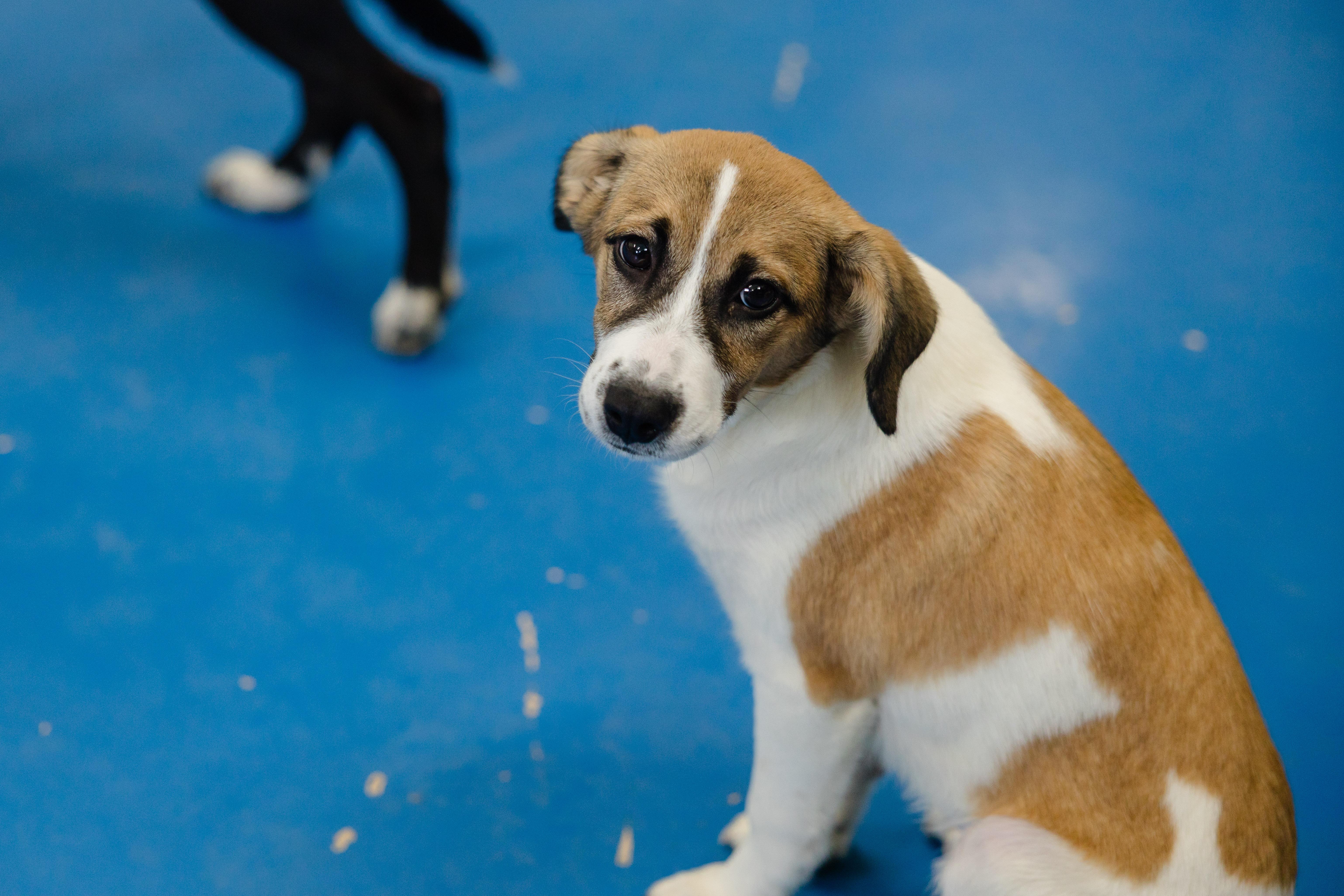 Enlarge Dawn, a Adoptable mixed breed in Newburgh, IN image 3/3