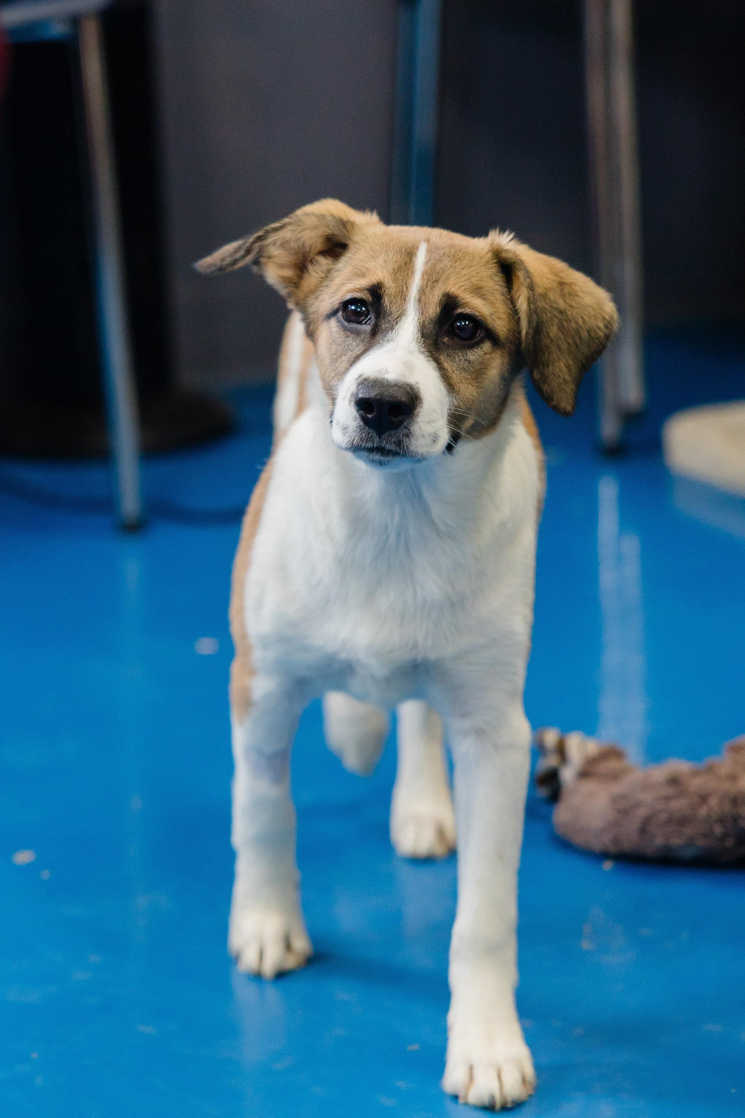 Enlarge Dawn, a Adoptable mixed breed in Newburgh, IN image 2/3