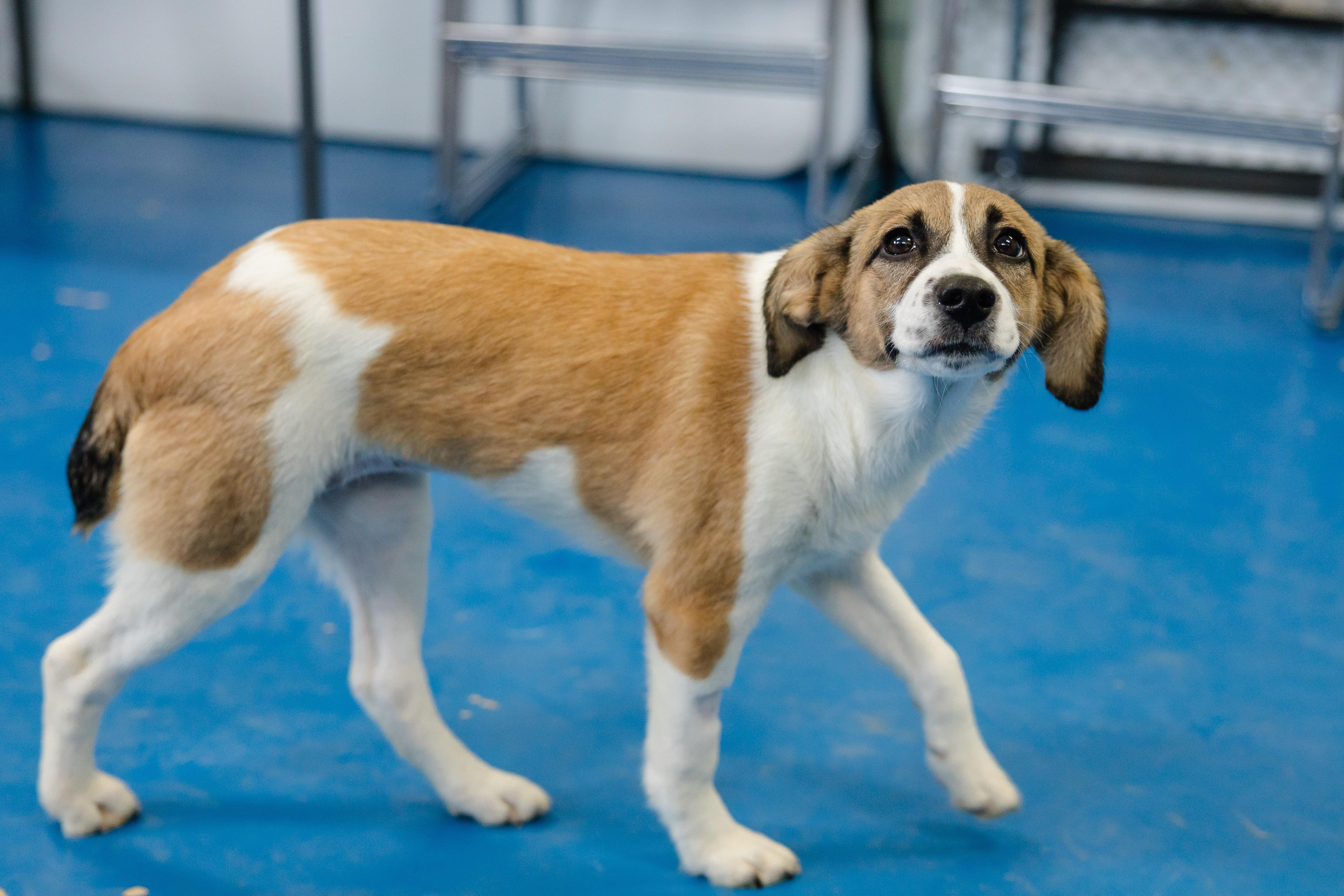 Dawn, Adoptable, Puppy Female Great Pyrenees & Hound.