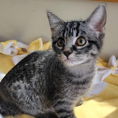 Enlarge Marble, a Adoptable Domestic Short Hair in Grand Island, NE image 1/1