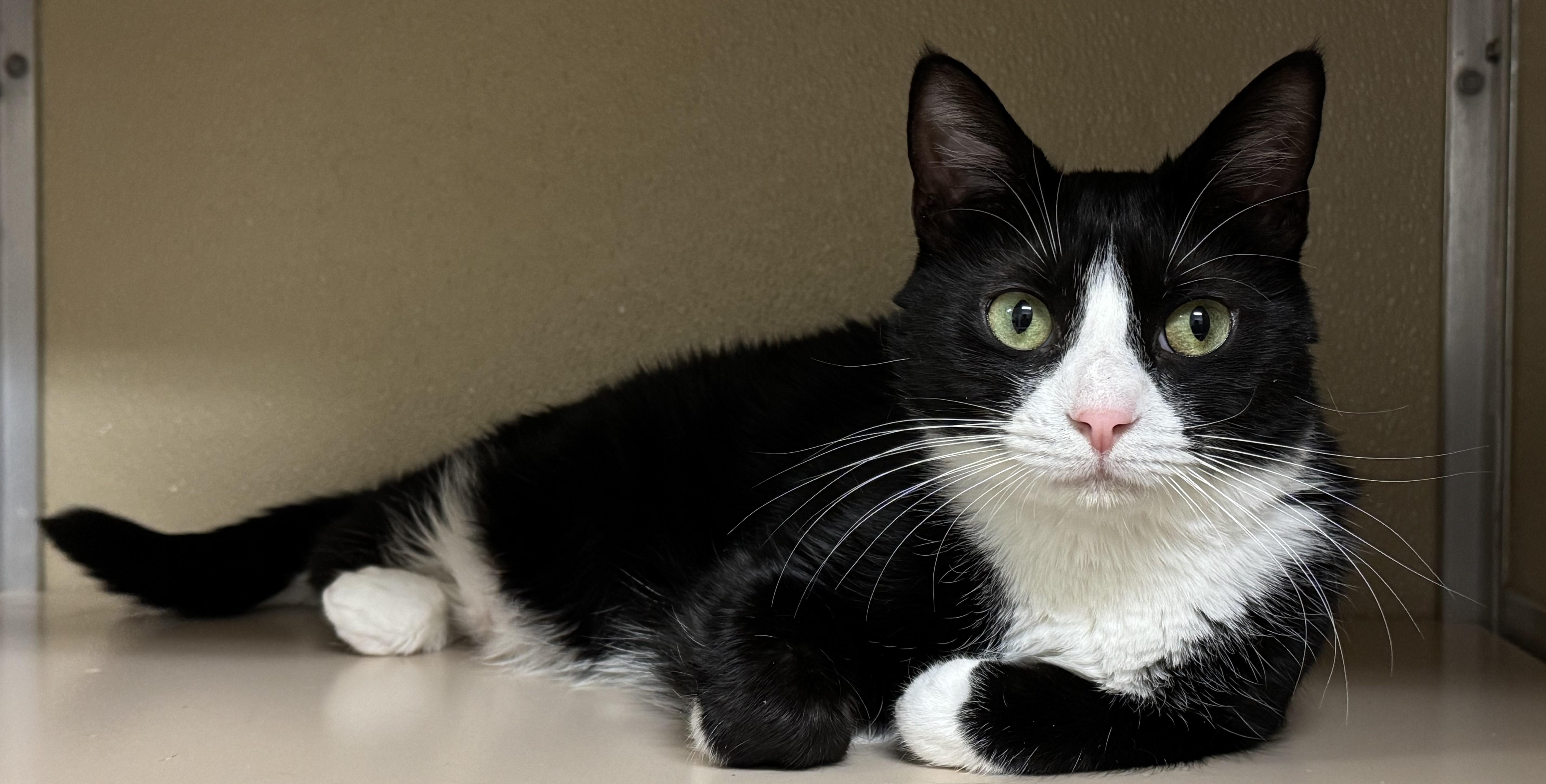 Tootsie, a Adoptable Domestic Short Hair in Kearneysville, WV image 2/3